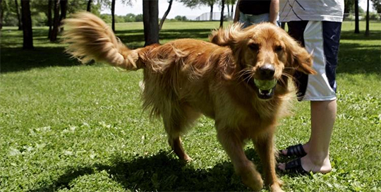 Harlem's Rover Run Dog Park Helps Owners Make Friends